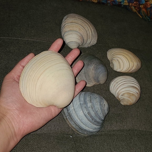 3 Random Large Natural Sea Shells - Picture 8 of 12